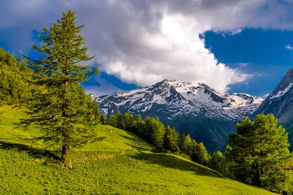 Pinheiros Campos Nas Montanhas Alp Martigny Combe Martigny Wallis Valais — Fotografia de Stock