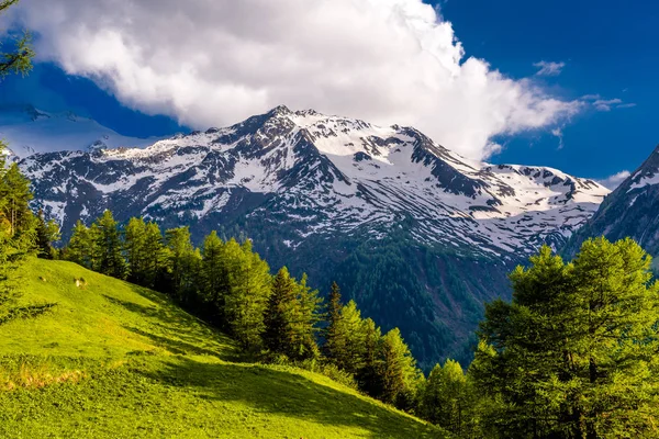 Kiefern Auf Feldern Den Almbergen Martigny Combe Martigny Wallis Wallis — Stockfoto