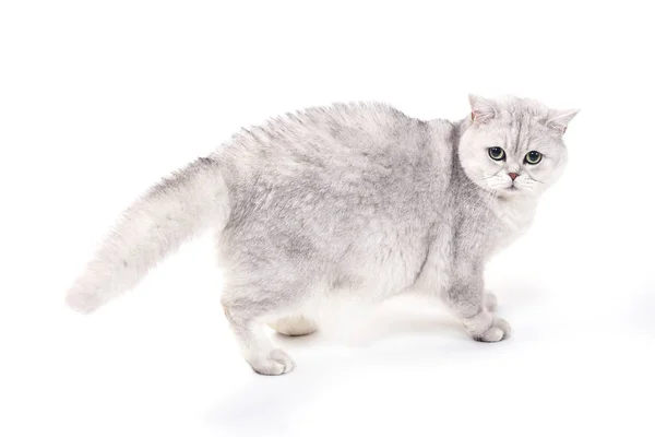 Brytyjski Lorthair Smoky Kot Izolowany Białym Stoi Podekscytowany — Zdjęcie stockowe