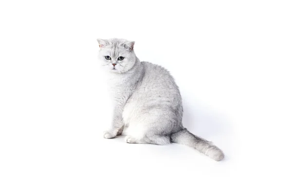 Brytyjski Lorthair Smoky Kot Izolowany Białym Siedzi Patrzy — Zdjęcie stockowe