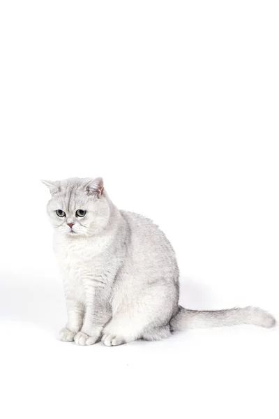 Britânico Lorthair Gato Fumegante Isolado Branco Está Sentado Assistindo — Fotografia de Stock