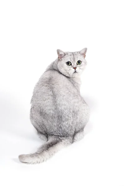 British Lorthair Smoky Cat Isolated White Shoked Surprised — Stock Photo, Image