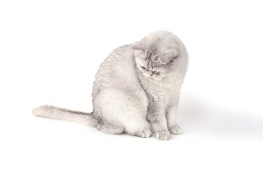 Beyaz üzerine izole edilmiş İngiliz Lorthair dumanlı kedisi oturuyor ve izliyor.