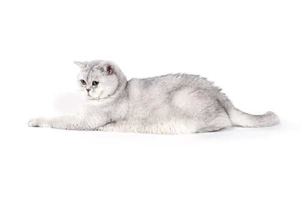 Brytyjski Lorthair Smoky Kot Izolowany Białym Leżącym Zrelaksowany — Zdjęcie stockowe