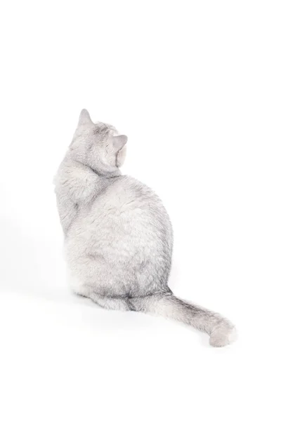 British Lorthair Smoky Cat Isolated White Sitting Watching Wall Turned — Stock Photo, Image