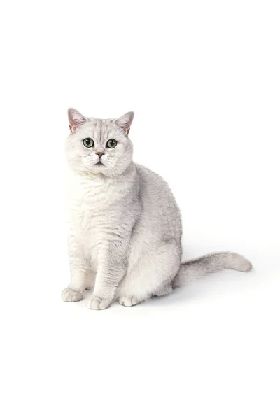 British Lorthair Smoky Cat Isolated White Sitting Watching — Stock Photo, Image