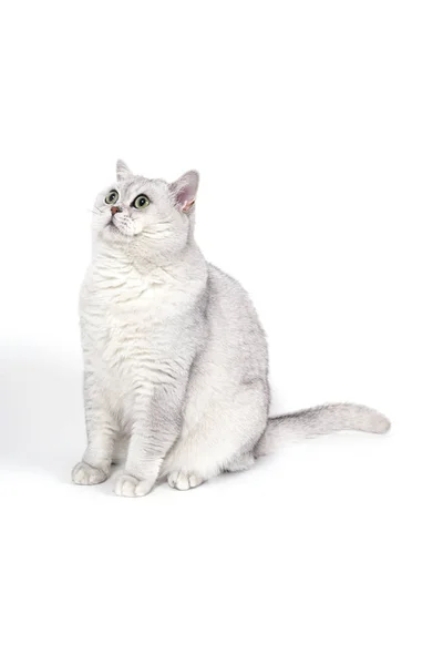 Βρετανοί Lorthair Καπνιστή Γάτα Απομονώνονται Λευκό Περιμένει — Φωτογραφία Αρχείου