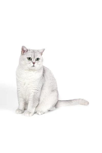 Britânico Lorthair Gato Fumegante Isolado Branco Está Sentado Assistindo — Fotografia de Stock