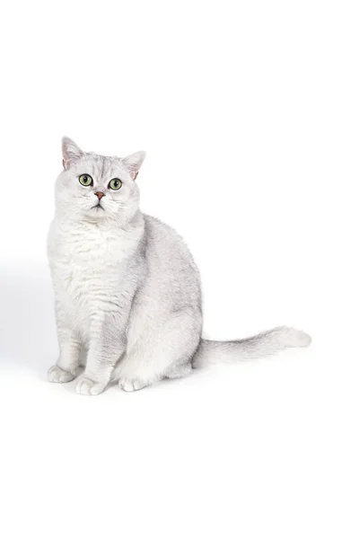 Britische Lorthair Rauchige Katze Isoliert Auf Weiß Wartet — Stockfoto