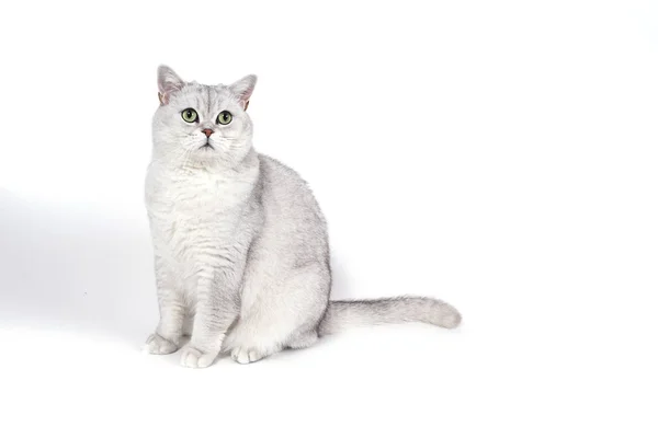 Brytyjski Lorthair Smoky Kot Izolowany Białym Czeka — Zdjęcie stockowe