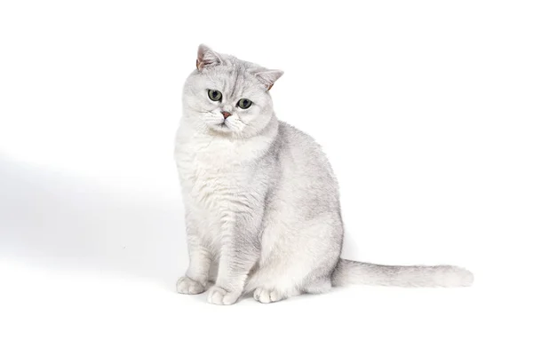 Brytyjski Lorthair Smoky Kot Izolowany Białym Jest Zdenerwowany Myśli Patrząc — Zdjęcie stockowe