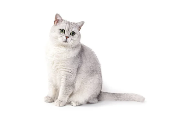 Brytyjski Lorthair Smoky Kot Izolowany Białym Siedzi Patrzy — Zdjęcie stockowe
