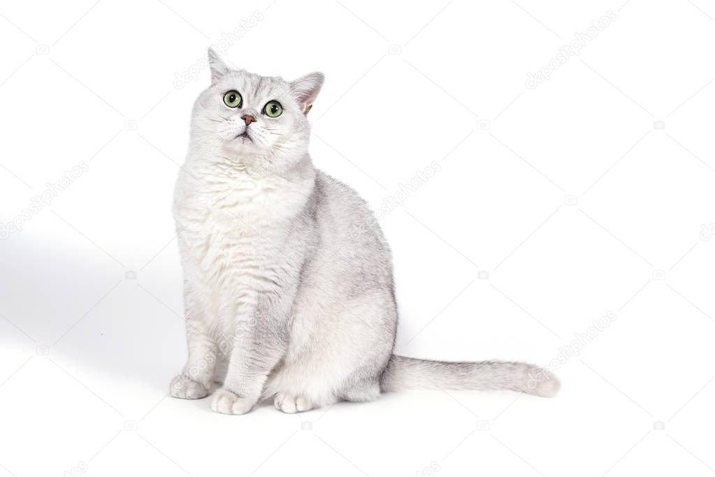 British Lorthair smoky cat isolated on white is waiting.