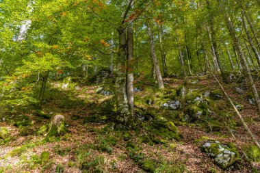 Schoenau Koenigssee'de taşlı karanlık orman, Konigsee, Berchtesgaden Ulusal Parkı, Bavyera, Almanya