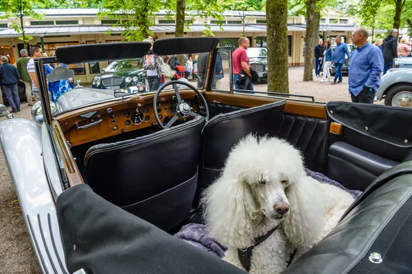 Baden Baden, Niemcy - lipiec 2019: biały pudel w samochodzie kabrioletowym Bentley Speed Six 1926, spotkanie oldtimerów w Kurpark — Zdjęcie stockowe