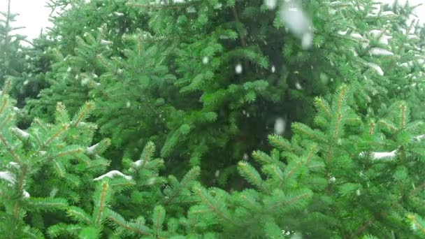 Coniferous Forest Winter Snowfall Branches Compilation Video — Stock Video