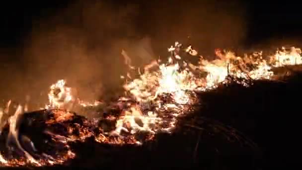 Φωτιά Ξηρό Χόρτο Καίει 60Fps — Αρχείο Βίντεο