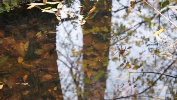 Herfst Kleurrijke Bladeren Stream Compilatie Video — Stockvideo