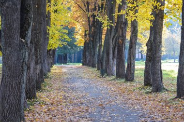 Sonbahar manzara. Meşe ağaçları.