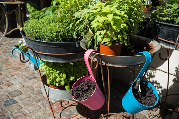 Vue Rapprochée Diverses Plantes Vertes Dans Des Pots Fleurs Sur — Photo gratuite