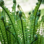 Close-up beeld van prachtige groene varens op onscherpe achtergrond