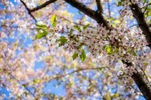 beautiful blossoming cherry tree branches against blue sky at sunny day, selective focus