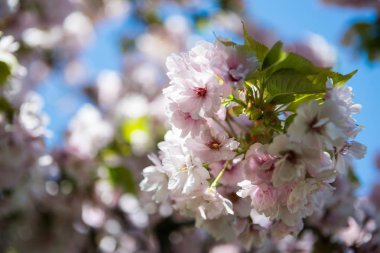 selective focus of flowers on branches of cherry blossom tree  clipart