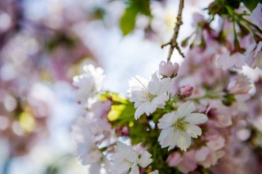 close up view of flowers on branches of cherry blossom tree  clipart