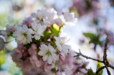 selective focus of flowers on branches of cherry blossom tree  clipart
