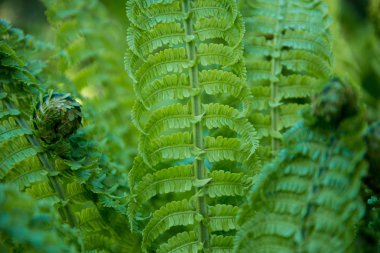 close up view of beautiful green fern on blurred background  clipart