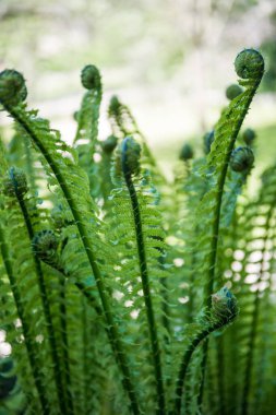 close up image of beautiful green fern on blurred background  clipart