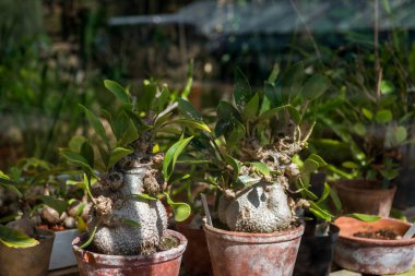 seçici odak adenium bitkilerin Botanik Bahçesi 