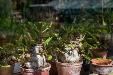 selective focus of adenium plants in botanical garden  clipart