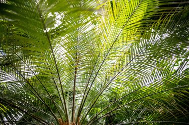 palmiye ağaç dalları yeşil yaprakları ve güneş ışığı ile 