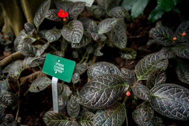 close up view of episcia lilacina flower and green leaves with signboard  clipart