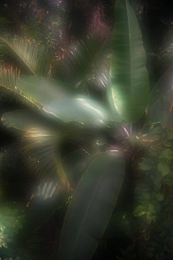 toned picture of palm tree leaves with sunlight in botanical garden  clipart