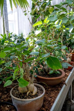 bonsai ağaçlar tencere botanik bahçesinde görünümünü kapat 