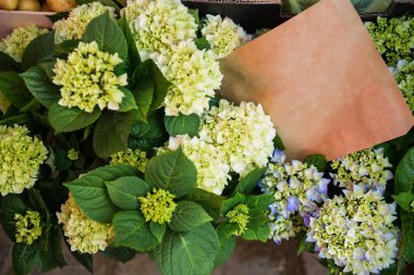 HORTENSIA çiçek yeşil yaprakları ile görünümünü kapat 