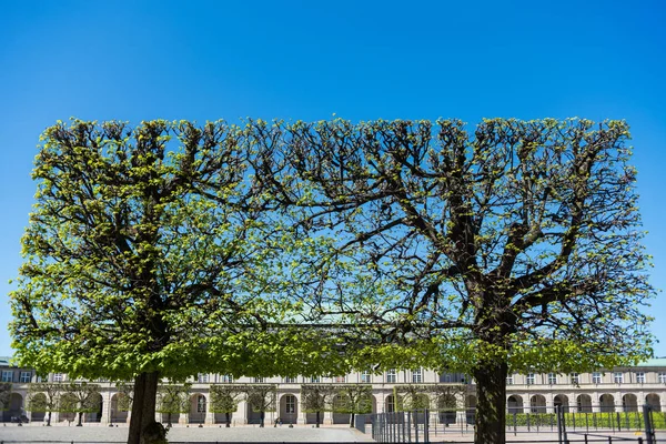 Trees — Stock Photo, Image