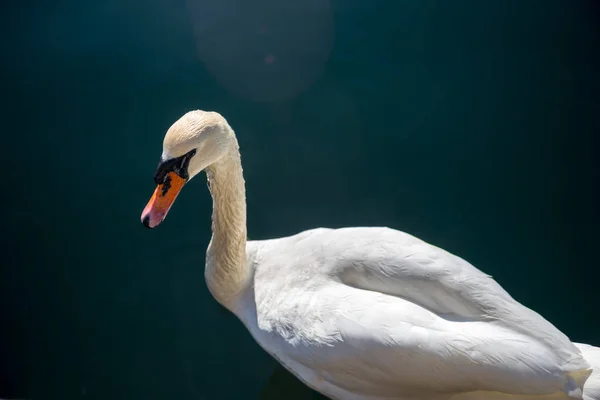 Kuğu. — Stok fotoğraf