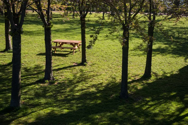 Vista Ángulo Alto Mesa Madera Vacía Bancos Entre Hermosos Árboles — Foto de stock gratis