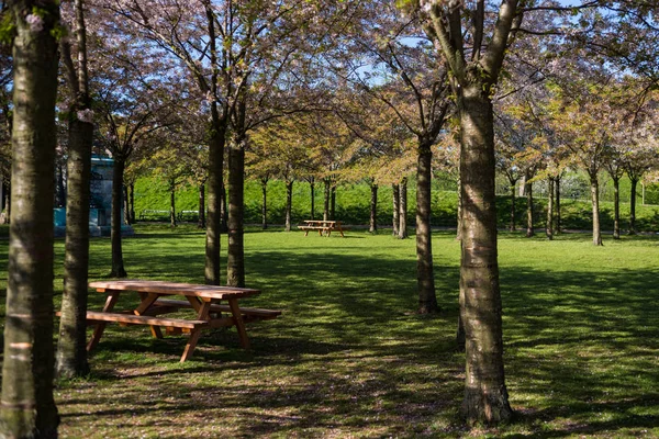 Mesas Madera Bancos Entre Hermosos Árboles Parque Copenhagen Denmark —  Fotos de Stock