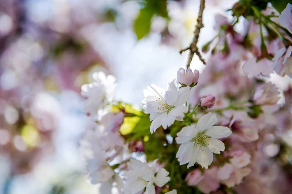 桜の木の枝の花の表示を閉じる — ストック写真
