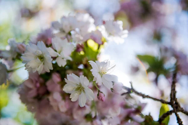 Focalizzazione Selettiva Fiori Rami Albero Fiore Ciliegio — Foto Stock