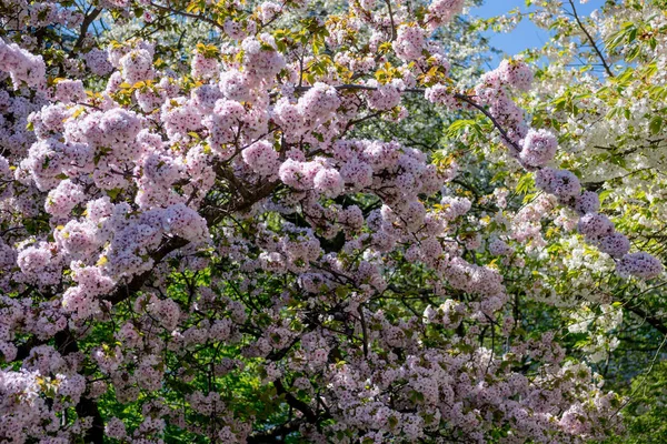 Arbre Fleur Cerisier Avec Des Fleurs Sur Les Branches Dans — Photo gratuite