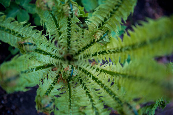 selective focus of beautiful green fern in botanical garden 