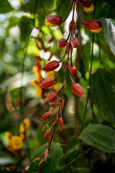 Enfoque Selectivo Las Flores Con Hojas Verdes Las Ramas Del — Foto de Stock