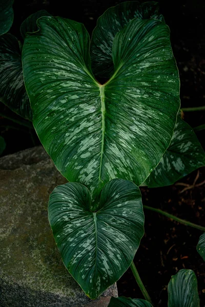 Anthurium — Fotografie, imagine de stoc