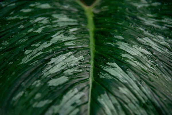 Volledige Frame Afbeelding Van Anthurium Blad Met Water Druppels — Gratis stockfoto