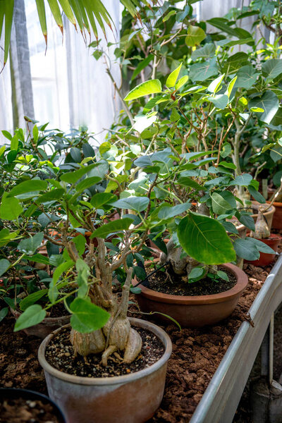 close up view of bonsai trees in pots in botanical garden 